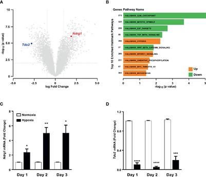 Hypoxia Routes Tryptophan Homeostasis Towards Increased Tryptamine Production